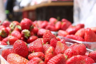 草莓红了 深圳最新最全摘草莓地大盘点 组队约起来